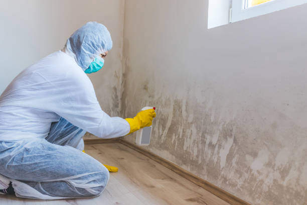 Licensed Mold Remediation service in Greenville, NC - WQB Mold Removal